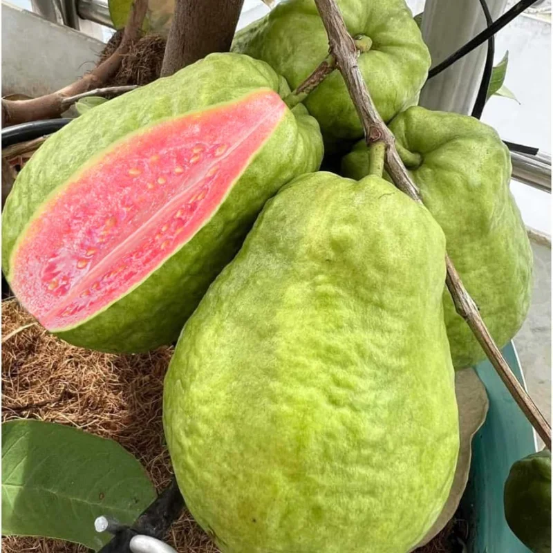 Pink Guava Tree Live Plant - 5 to 10 Inch Tall, Well Rooted, Cold Hardy - Image 3