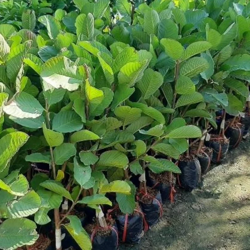 Pink Guava Tree Live Plant - 5 to 10 Inches Tall, Well Rooted, Cold Hardy - Image 5