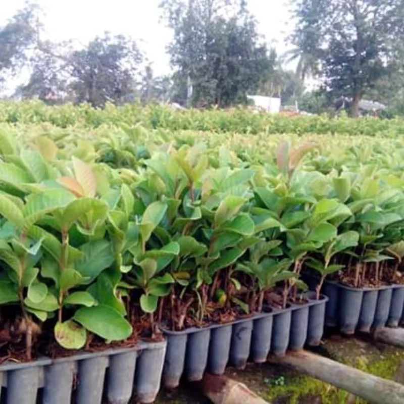 Pink Guava Tree Live Plant - 5 to 10 Inches Tall, Well Rooted, Cold Hardy - Image 6