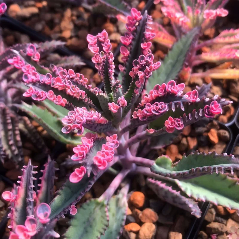 Pink Kalanchoe Live Plant - Mother of Thousands Succulent - 2 Inch Pot - Image 2