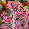 Pink Kalanchoe Live Plant - Mother of Thousands Succulent - 2 Inch Pot - Image 1