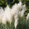 Pink Pampas Grass Live Plant, 2.5" Pot, Ornamental Outdoor Grass - Image 1