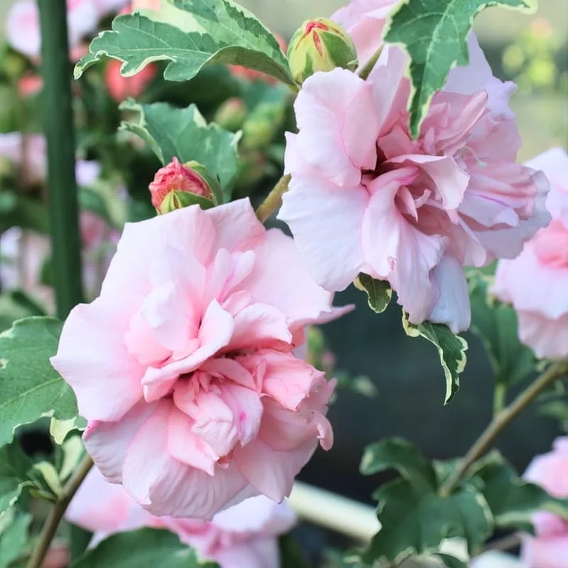 Pink Rose of Sharon Live Plant 4 Inch Pot - Hardy Hibiscus Shrub - Image 1