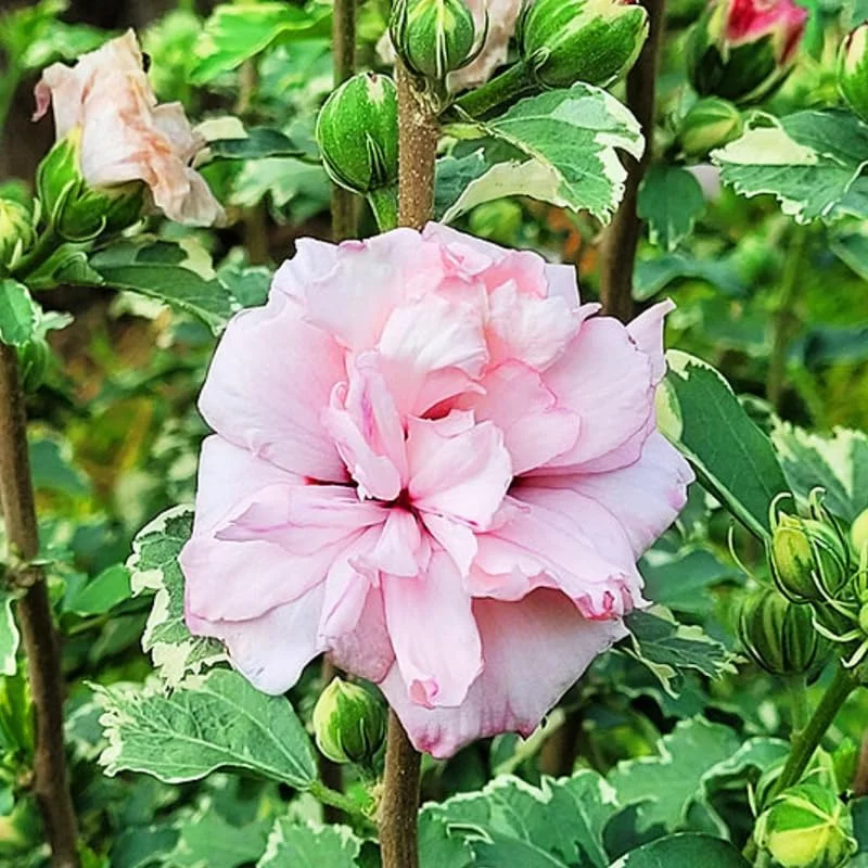 Pink Rose of Sharon Live Plant 4 Inch Pot - Hardy Hibiscus Shrub - Image 2
