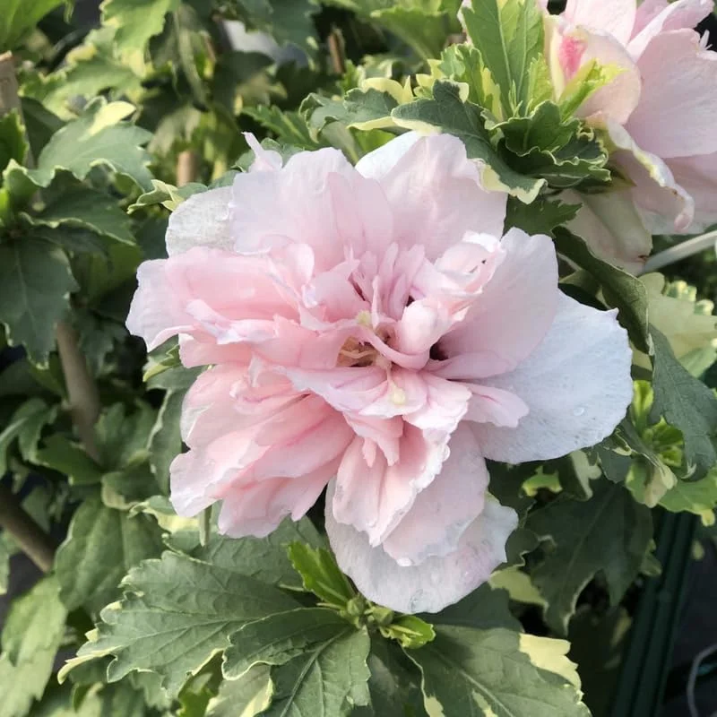 Pink Rose of Sharon Live Plant 4 Inch Pot - Hardy Hibiscus Shrub - Image 3
