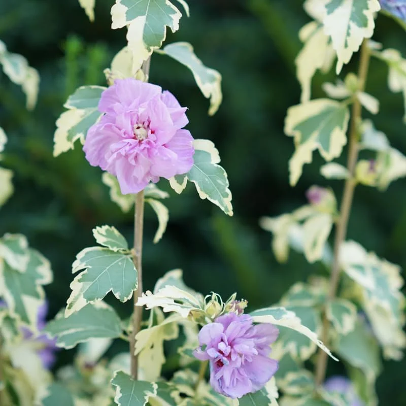 Pink Rose of Sharon Live Plant 4 Inch Pot - Hardy Hibiscus Shrub - Image 5