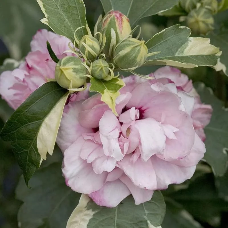 Pink Rose of Sharon Live Plant 4 Inch Pot - Hardy Hibiscus Shrub - Image 6
