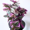 Pink Wandering Jew Live Plant - Tradescantia Nanouk Variegated Houseplant 2 Inch Pot - Image 1