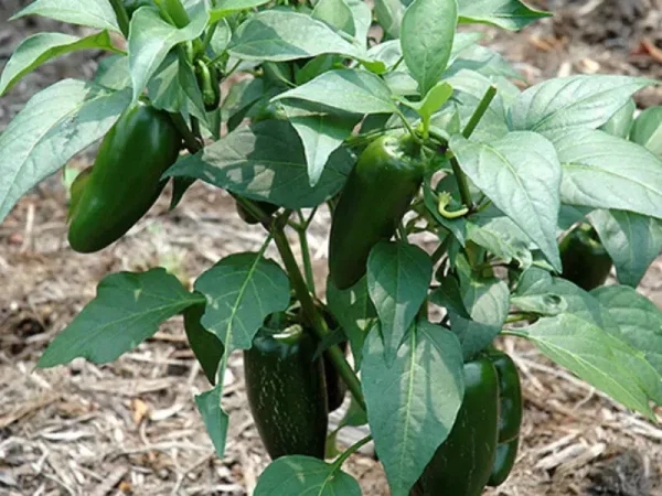 Master the Heat: 8 Expert Tips for Growing Jalapeños Like a Pro