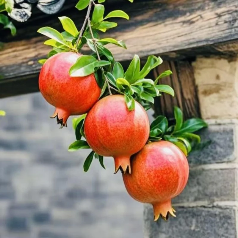Pomegranate Tree Live Plant, Sweet Fruit-Bearing, Fully Rooted, 8-12 Inches, Outdoor - Image 2