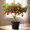 Pomegranate Tree Live Plant, Sweet Fruit-Bearing, Fully Rooted, 8-12 Inches, Outdoor - Image 1