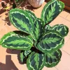 Prayer Plant Live House Plant - Calathea, Green Foliage, 2.5 Inch Pot, Indoor - Image 1