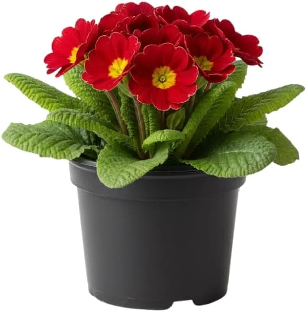 Primrose Live Plant 4-8" Tall - Hardy Perennial, Mixed Spring Blooms, Indoor/Outdoor - Image 2