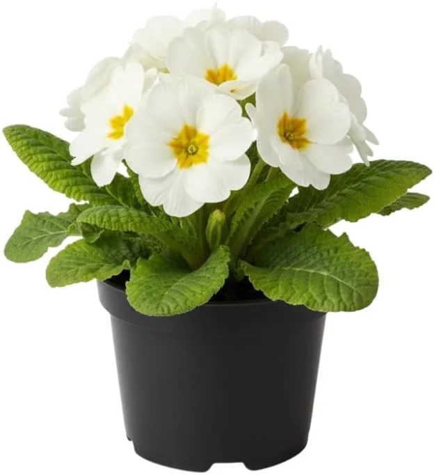 Primrose Live Plant 4-8" Tall - Hardy Perennial, Mixed Spring Blooms, Indoor/Outdoor - Image 3