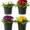 Primrose Live Plant 4-8" Tall - Hardy Perennial, Mixed Spring Blooms, Indoor/Outdoor - Image 1