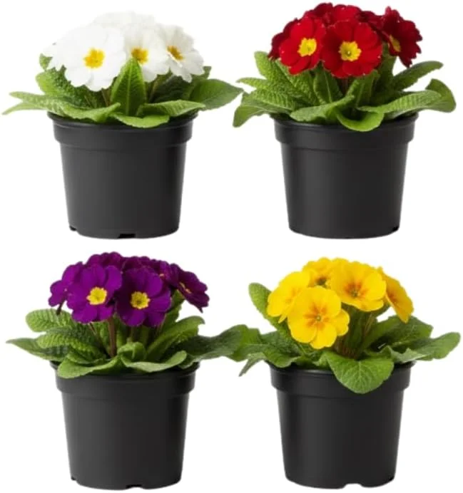 Primrose Live Plant 4-8" Tall - Hardy Perennial, Mixed Spring Blooms, Indoor/Outdoor - Image 1
