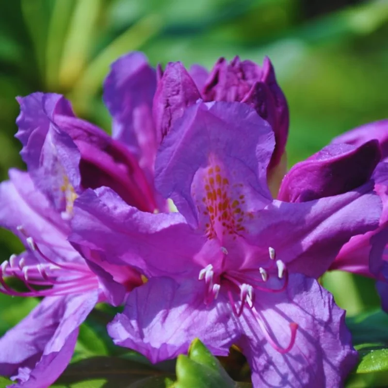Purple Azalea Live Plant - 9-Month-Old Starter, Vibrant Outdoor Shrub - Image 2