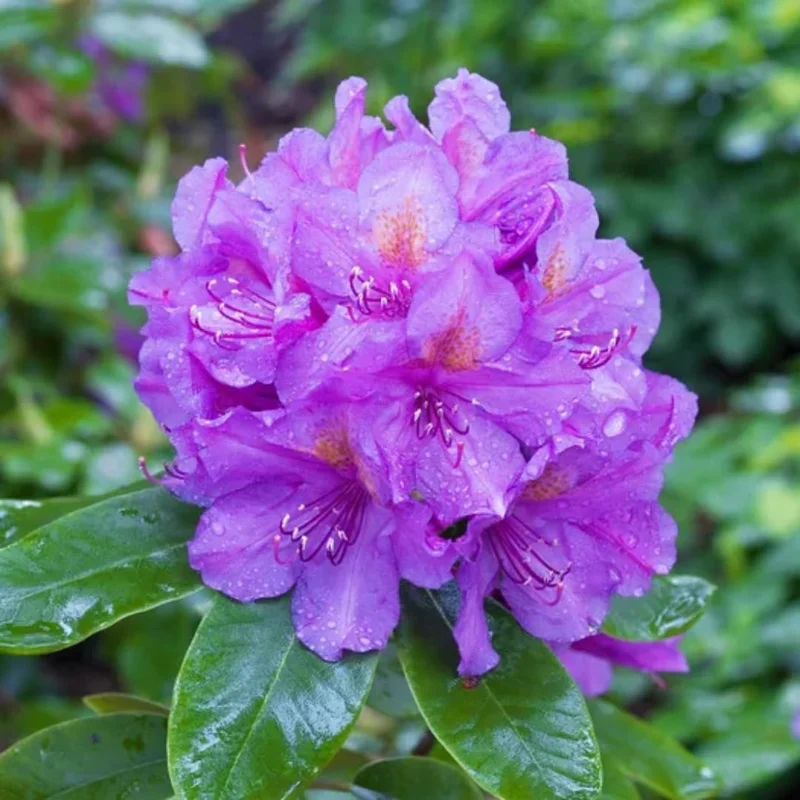 Purple Azalea Live Plant - 9-Month-Old Starter, Vibrant Outdoor Shrub - Image 3