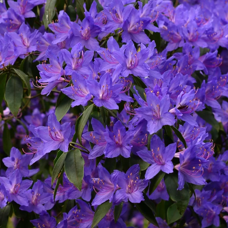 Purple Azalea Live Plant - 9-Month-Old Starter, Vibrant Outdoor Shrub - Image 4