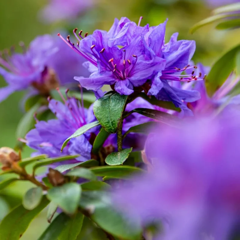 Purple Azalea Live Plant - 9-Month-Old Starter, Vibrant Outdoor Shrub - Image 5