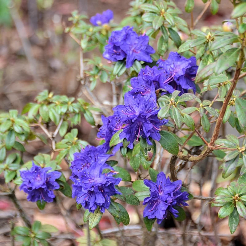 Purple Azalea Live Plant - 9-Month-Old Starter, Vibrant Outdoor Shrub - Image 6