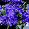 Purple Azalea Live Plant - 9-Month-Old Starter, Vibrant Outdoor Shrub - Image 1