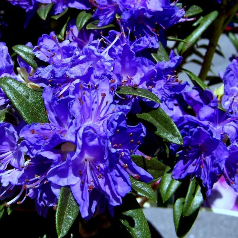 Purple Azalea Live Plant - 9-Month-Old Starter, Vibrant Outdoor Shrub - Image 1
