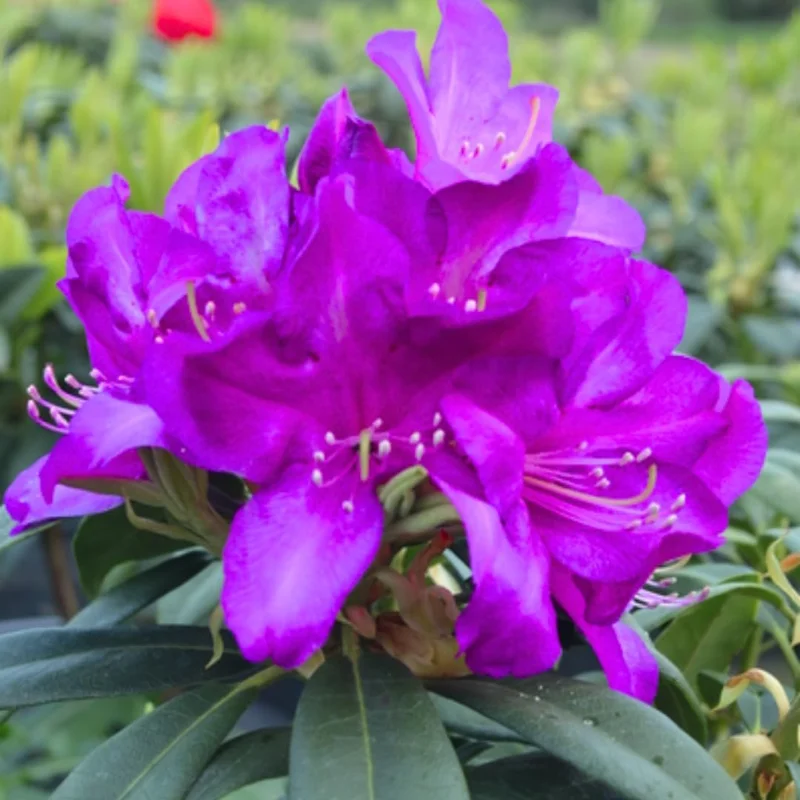 Purple Azalea Live Plant - 9-Month-Old Starter, Vibrant Outdoor Shrub - Image 7