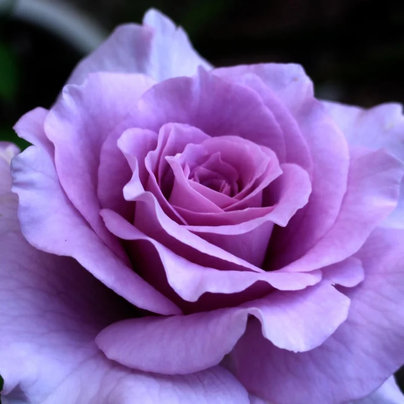 Purple Climbing Rose Live Plant, Fragrant Bare Root Bush, 5-7 Inches, Zone 5-9 Outdoor - Image 3