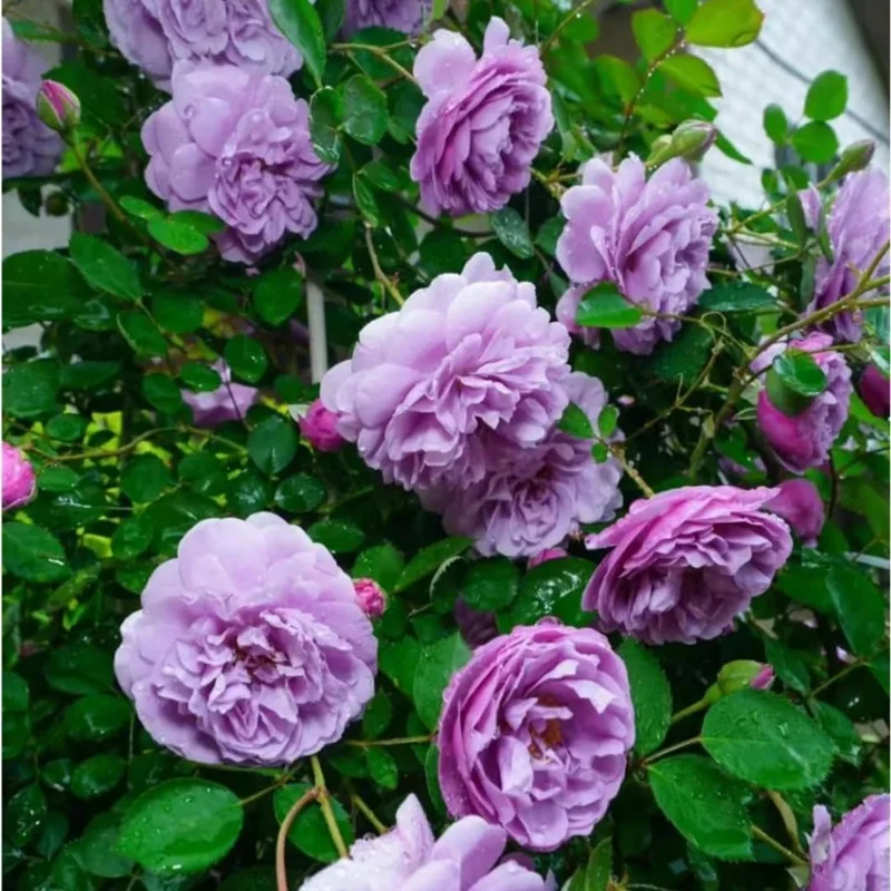 Purple Climbing Rose Live Plant, Fragrant Bare Root Bush, 5-7 Inches, Zone 5-9 Outdoor - Image 5