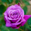 Purple Climbing Rose Live Plant - Fragrant Bush, 5-7 Inches, Bare Root, Zones 5-9 - Image 1