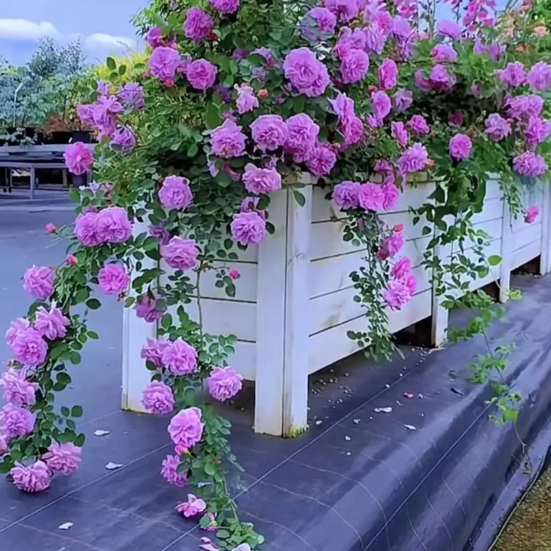Purple Climbing Rose Live Plant - Fragrant Bush, Bare Root, 5-7 Inches, Zone 5-9 - Image 2