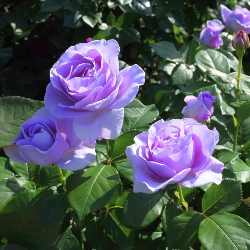 Purple Climbing Rose Live Plant - Fragrant Bush, Bare Root, 5-7 Inches, Zones 5-9 - Image 4