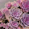 Purple Echeveria Succulent Live Plant – 2 Inch Pot – Indoor/Outdoor - Image 1