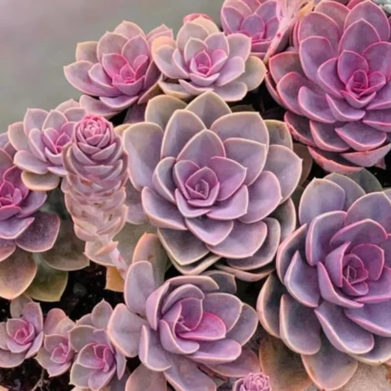 Purple Echeveria Succulent Live Plant – 2 Inch Pot – Indoor/Outdoor - Image 1