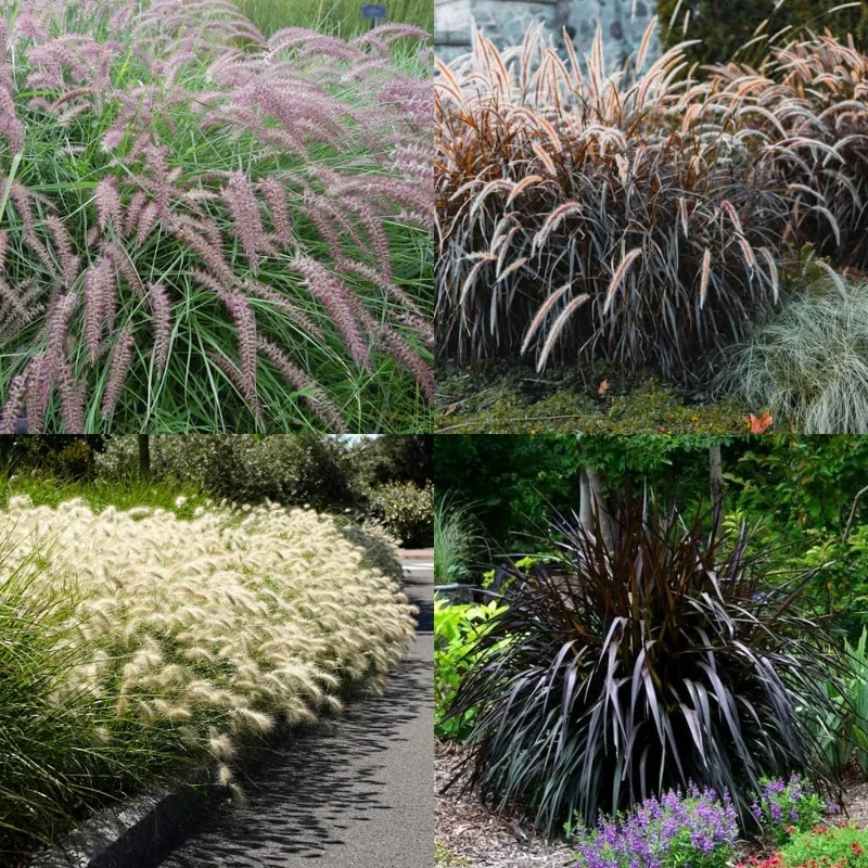Purple Fountain Grass Live Plant - 2 Pack, Outdoor Ornamental Grass, 4-9 Inches - Image 4