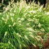 Purple Fountain Grass Live Plant - 2 Pack, Outdoor Ornamental Grass, 4-9 Inches - Image 1