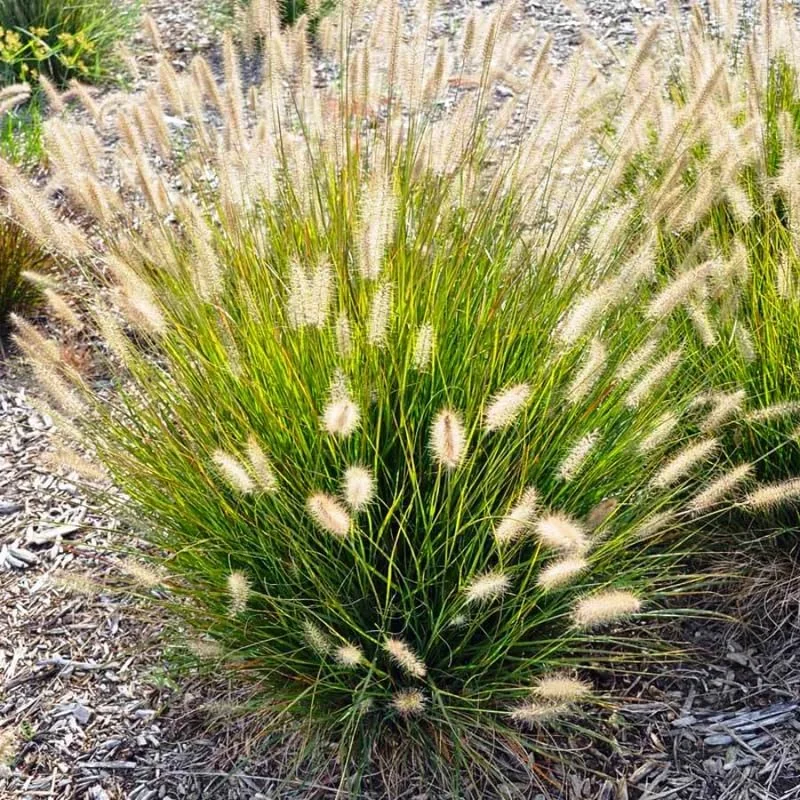 Purple Fountain Grass Live Plant – 2 Pack – Outdoor Ornamental Grass – 4-9 Inches - Image 5