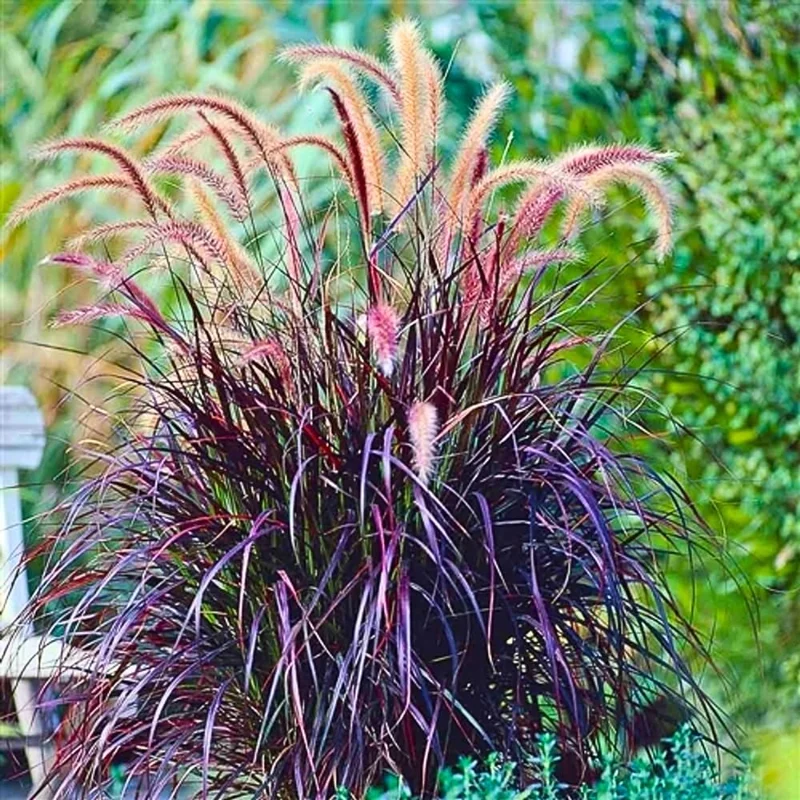 Purple Fountain Grass Live Plants – 2 Pack, Ornamental Grasses 4-9 Inches Tall, Outdoor - Image 2