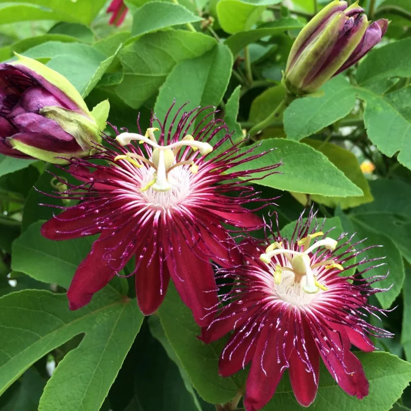 Purple Passion Flower Live Plant - Passiflora Vine 5-7 Inch Tall - Fragrant Outdoor Climber - Image 4