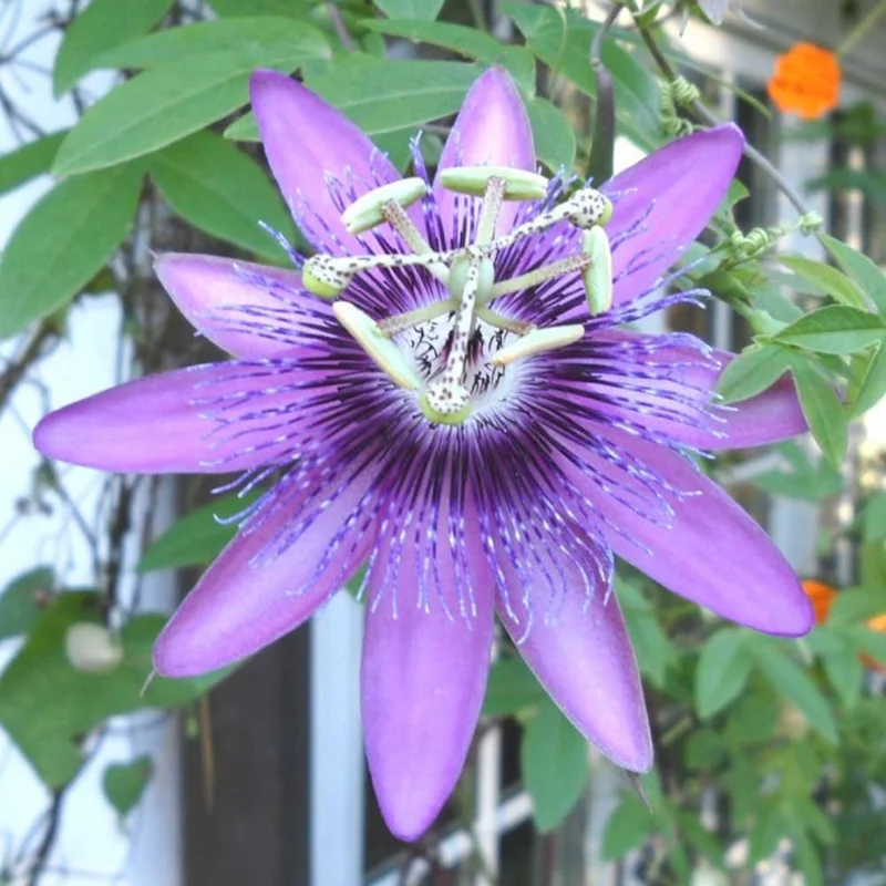 Purple Passion Flower Live Plant - Passiflora Vine, 5-7 Inch Tall Starter - Image 5