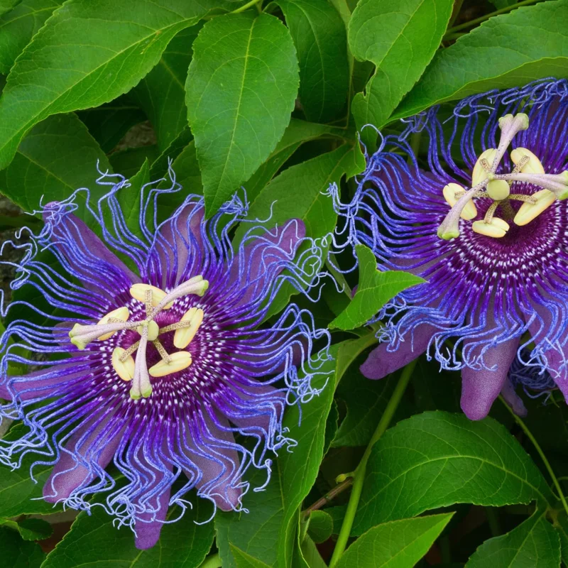 Purple Passion Flower Live Plant - Passiflora Vine 5-7 Inch Tall - Fragrant Outdoor Climber - Image 6