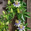 Purple Passion Flower Live Plant - Passiflora Vine, 5-7 Inch Tall Starter Plant - Image 1