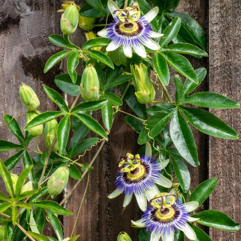 Purple Passion Flower Live Plant - Passiflora Vine, 5-7 Inch Tall Starter Plant - Image 1