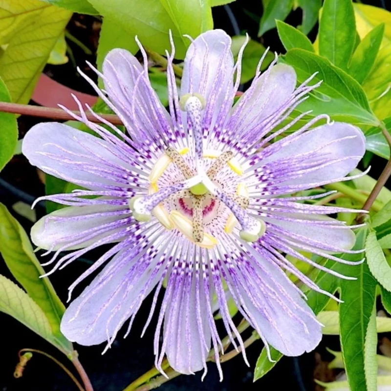 Purple Passion Flower Vine Live Plant - Passiflora Starter Plant, 5-7 Inch Tall - Image 3