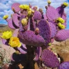 Purple Prickly Pear Cactus Live Plant - 3 Inch Pot - Opuntia santa-rita - Image 1