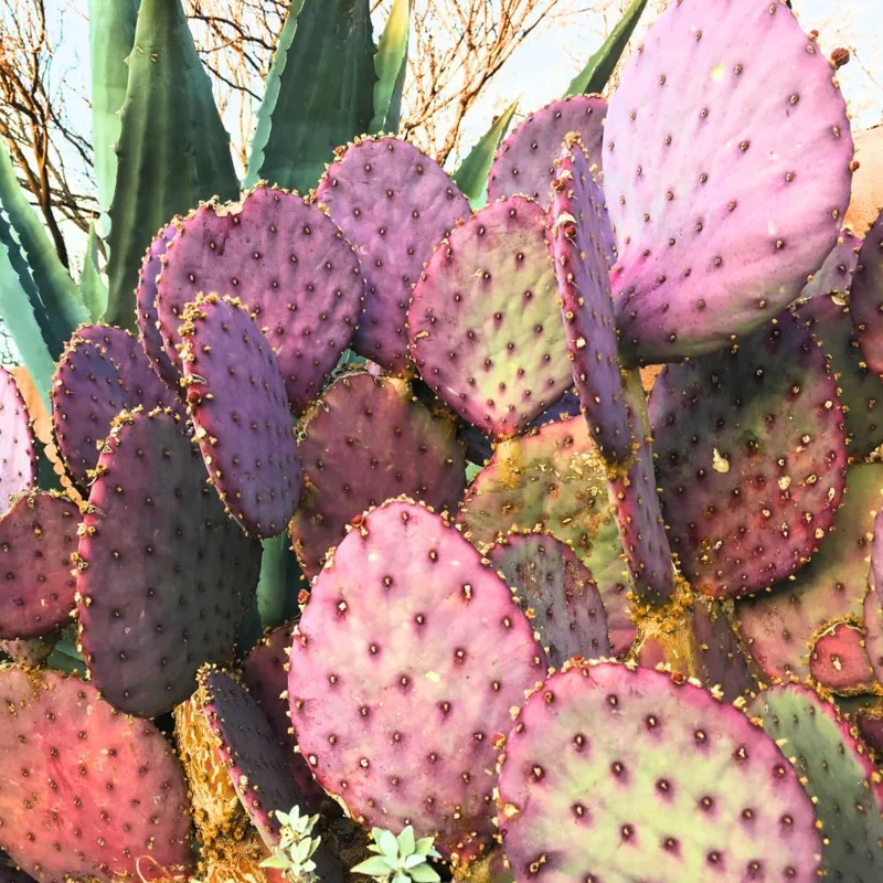 Purple Prickly Pear Cactus Live Plant - 3 Inch Pot - Opuntia santa-rita - Image 2