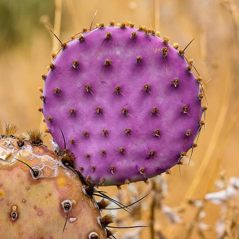Purple Prickly Pear Cactus Live Plant, 4-6 Inch Potted Succulent, Hardy - Image 2
