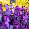 Purple Prickly Pear Cactus Live Plant, 4-6 Inch Potted Succulent, Hardy - Image 1