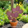 Purple Prickly Pear Cactus Live Plant – 6-8 Inch Opuntia macrocentra – Indoor/Outdoor - Image 1